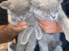 BRITISH SHORTHAIRED