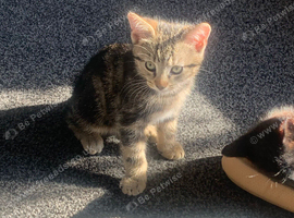 1 beautiful friendly male kitten available