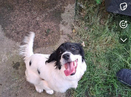 Working line cocker spaniel