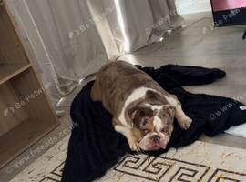 American bulldog pup for sale