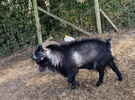 Average size Pygmy Billy for sale