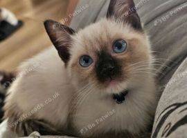 Beautiful Ragdoll Kittens &ndash; Loving, Gentle & Family Raised
