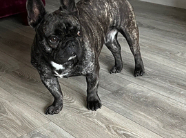 2 year old frenchie for sale