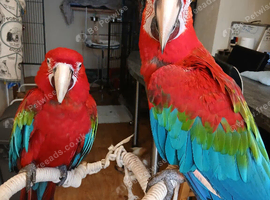2 x green winged Macraw parrots (price marked is per parrot)
