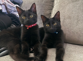 2 male brother cats