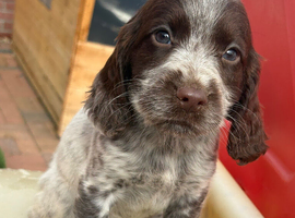 Cocker spaniel puppies