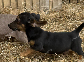 Mini dachshund x jack Russell boy puppy