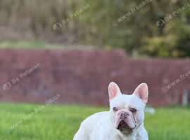 Albino French Bulldog Stud - Puppy Back Only