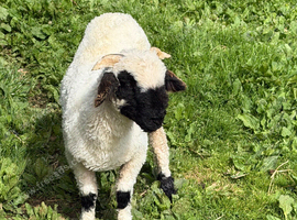 Beautiful Valais Blacknose ewe lamb 5 months old
