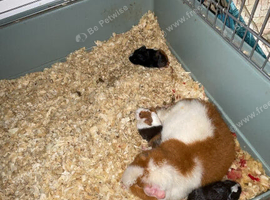 2 baby guinea pigs needing forever homes.