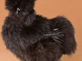 Beautiful female black silkie