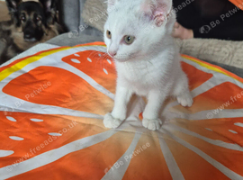 9 weeks old kitten