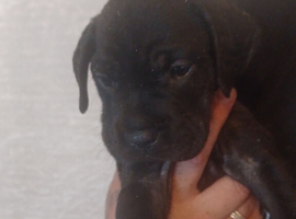 Puppies for sale