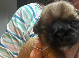 Shih Tzu puppies