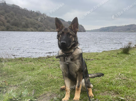 German shepherd or Mali WANTED