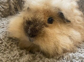 Boy guinea pig &pound;10