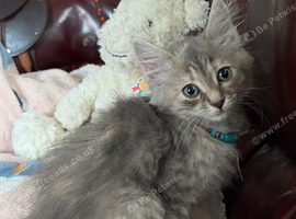 Kittens Maine Coon crossbreed
