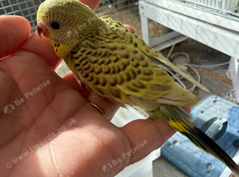 Hand Tame Yellow and Green Texas Clear Body Hen Chick Ready Soon