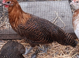 Gold brakel pullets 16to18 weeks