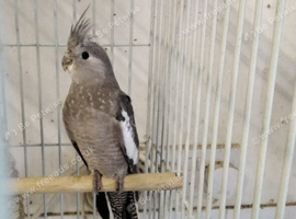 Female White-faced Cockatiel