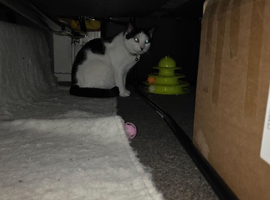 Female shorthair domestic