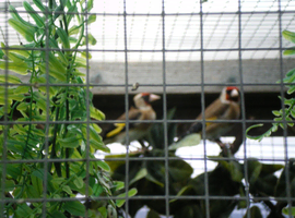 Goldfinch