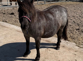 Black roan Standard Mare