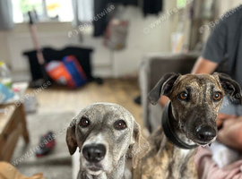 Lurcher puppy&rsquo;s