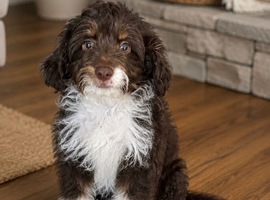 REHOMING  12 week old puppy