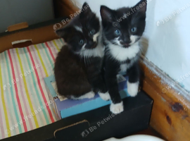Pretty kittens
