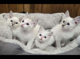 4 stunning ragdoll kittens