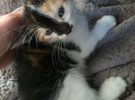 Mixed british Longhair kittens are looking for loving homes.