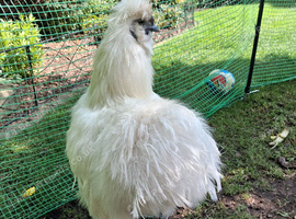 Silkie chicken rooster cockrel FREE
