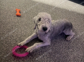 Bedlington terrier boy