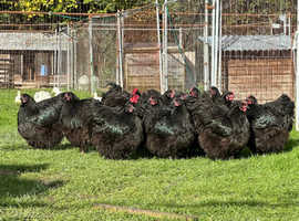 Exhibition / Show Black Orpington Large Fowl Chickens