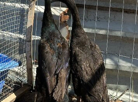 Indian runner ducks