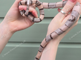 Gorgeous Ghost milk snake.