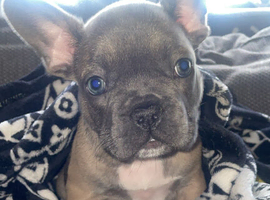 French bull dog