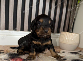 Cocker Spaniel puppies