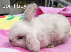 Mini lop babies