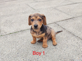 **Reduced*"Miniature dachshund mixed with Patterdale