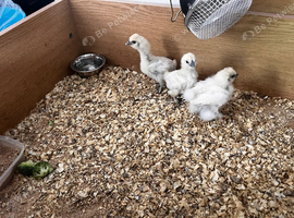 Silkies