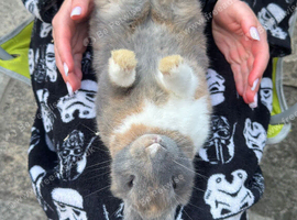 Male lop mix breed