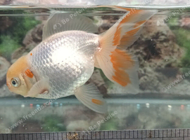 Fancy goldfish