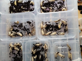 Flower beetle larvae mix L2 - L3