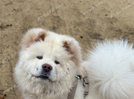 White KC Registered Chow Chow