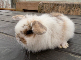 2 mini lop males