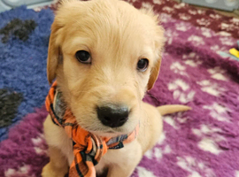 Ready Now! Stunning KC reg golden retriever pups