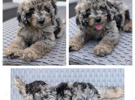 Gorgeous Cavapoo puppies