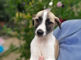 3/4 whippets 1/4 lurcher